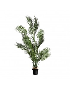 PLANTA HELECHO