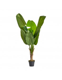 PLANTA BANANERA