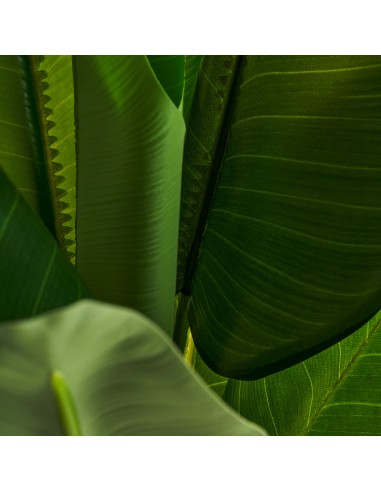 PLANTA BANANERA