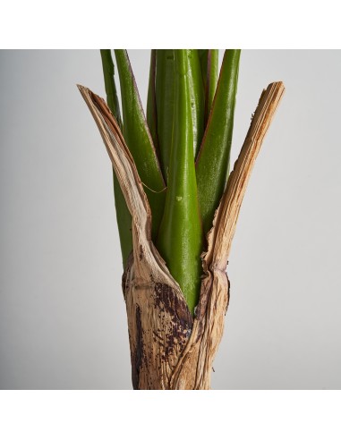 PLANTA BANANERA