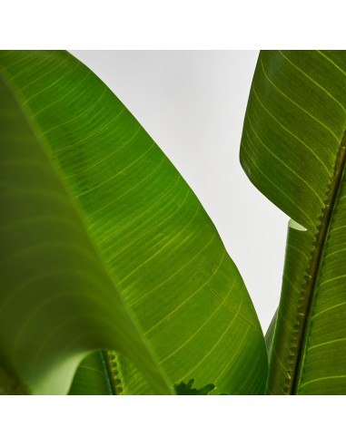 PLANTA BANANERA
