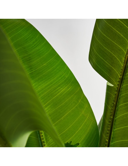 PLANTA BANANERA