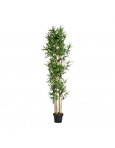 PLANTA BAMBÚ