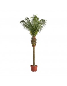 PLANTA PALMERA